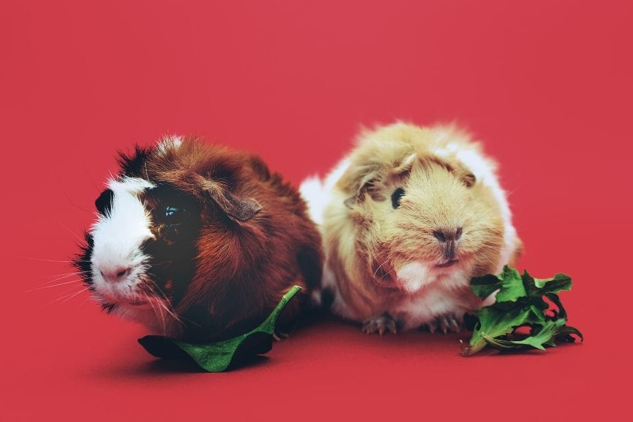 Guinea pigs at petting zoo for hire