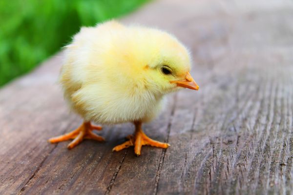 A baby chicken at a petting zoo on display