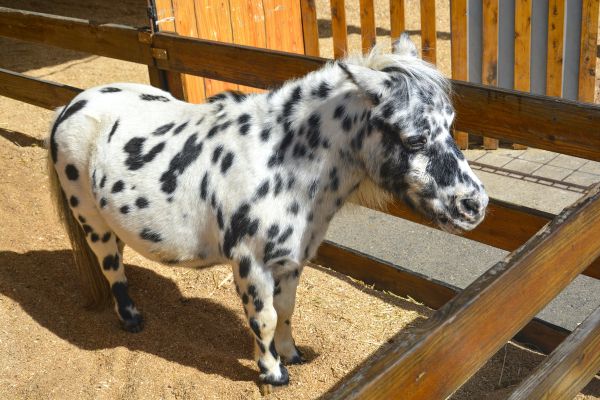 A white pony with black spots ready-to-ride