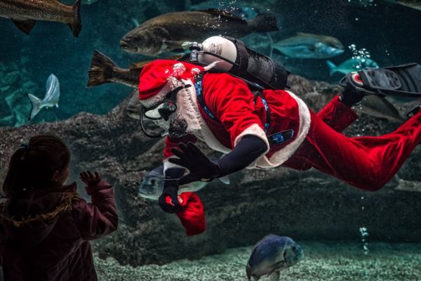 A Santa underwater at an aquarium