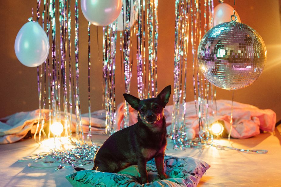 10 Unique Ideas for a Pet Party That Will Have Your Animal Friends Barking with Excitement