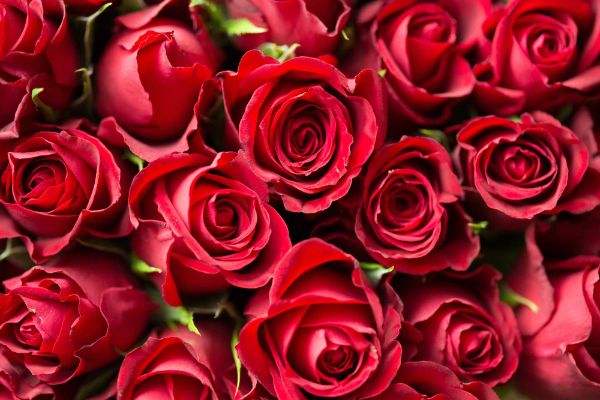 Valentine's Day facts roses