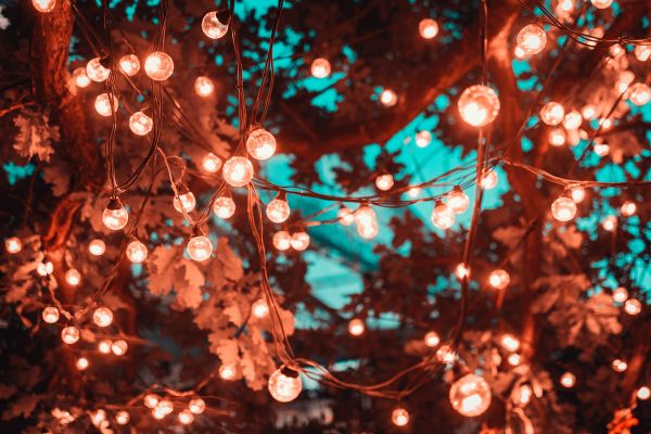 Festoon lights hanging in trees